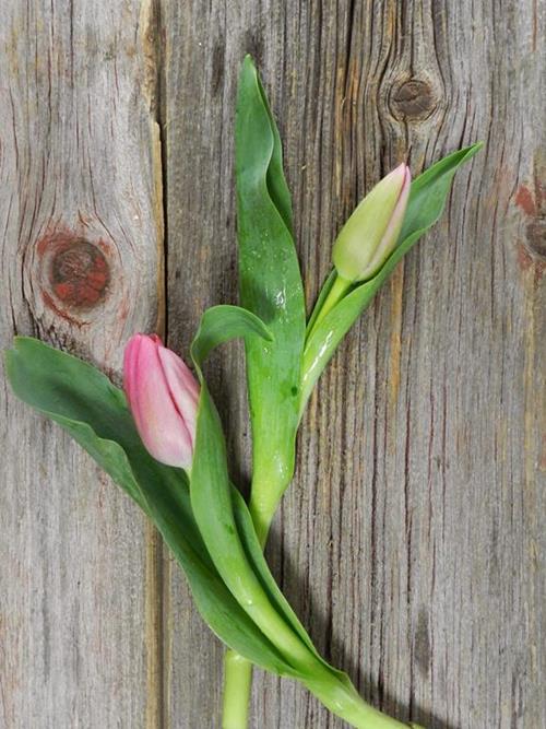 PINK TULIPS